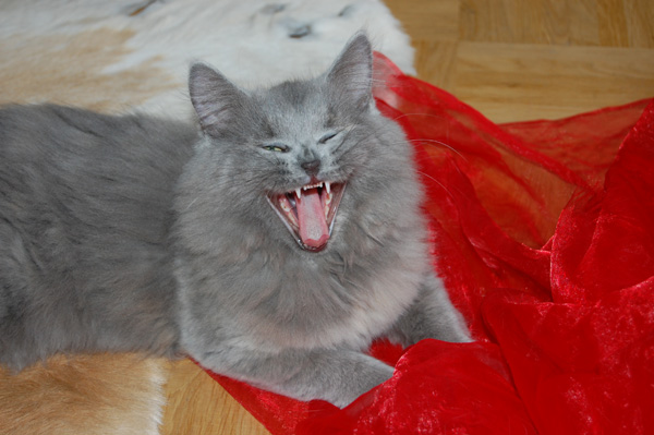 Donna - immer für ein Spässchen zu haben.jpg